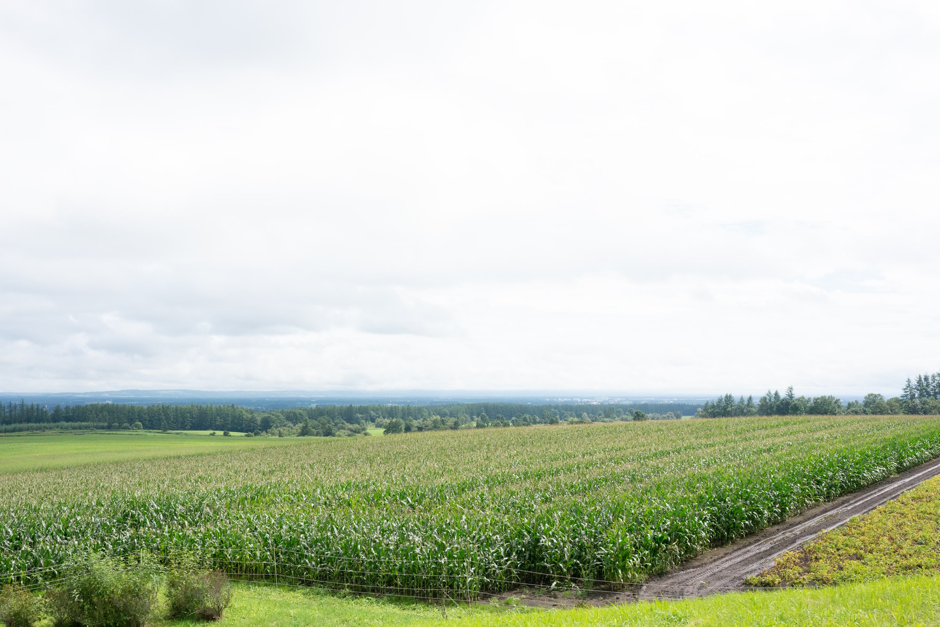 2023.08 - Naitaikogen Ranch, Kamishihoro, Hokkaido