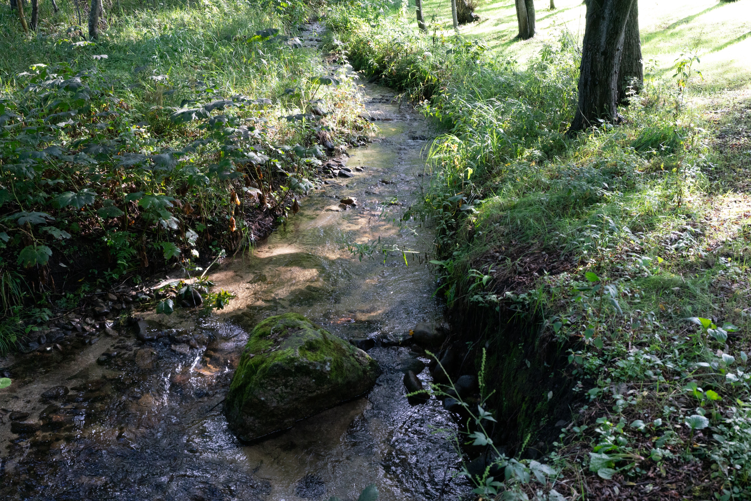 2023.08 - Tokachi Millennium Forest, Shimizu, Hokkaido