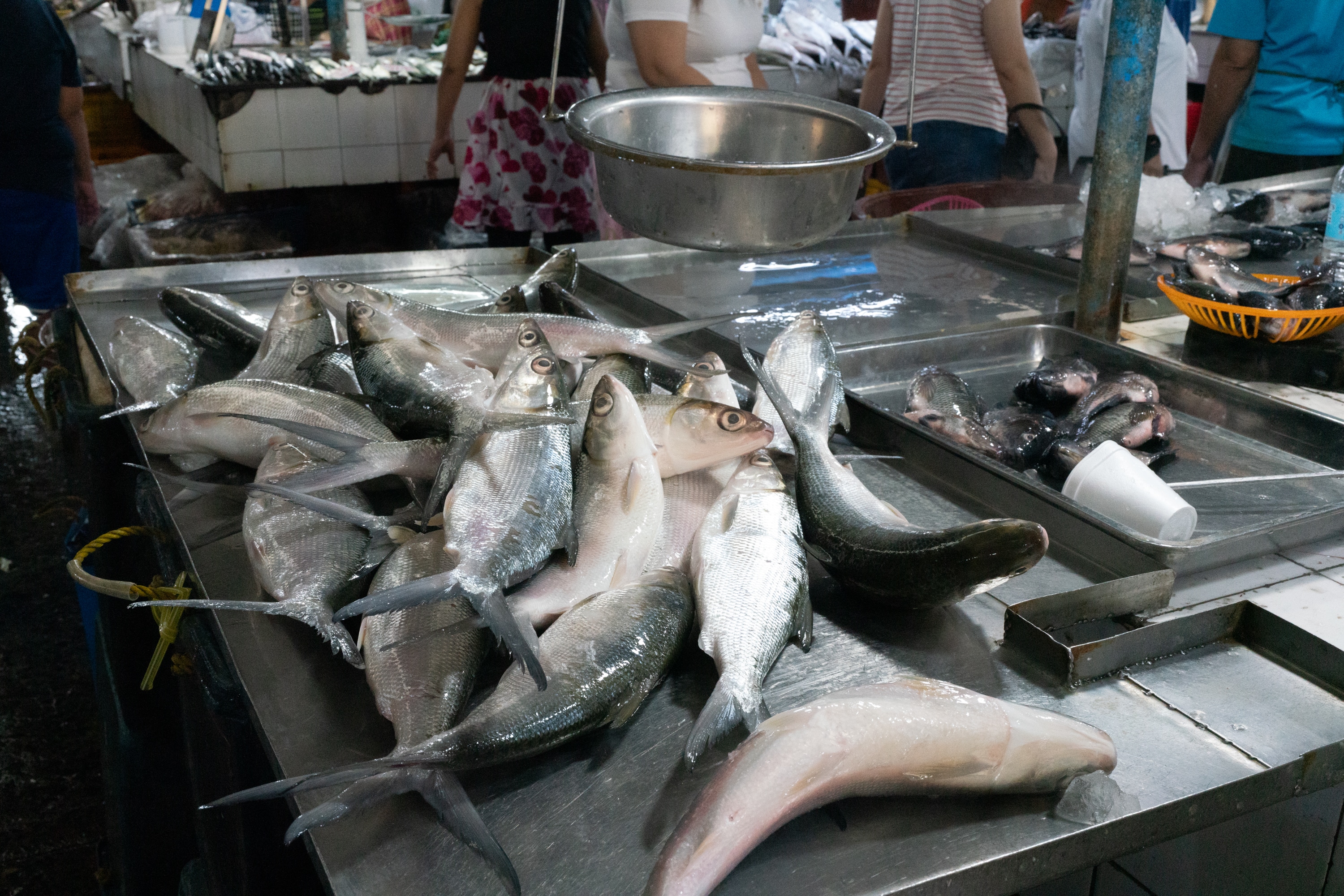 2023.08 - Farmers Market, Quezon City, Metro Manila, Philippines