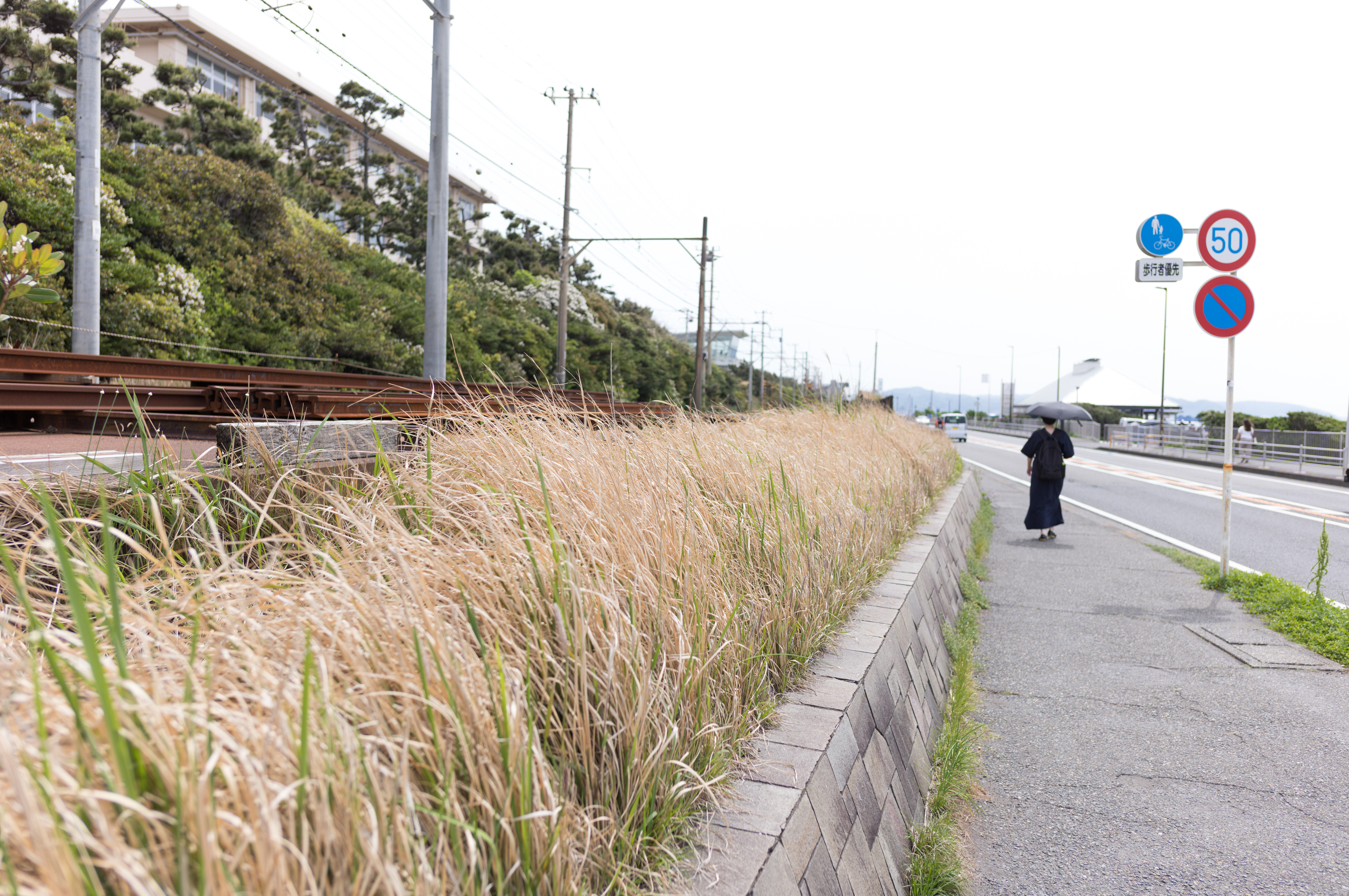 2024.04 - Shichirigahama, Kamakura, Kanagawa