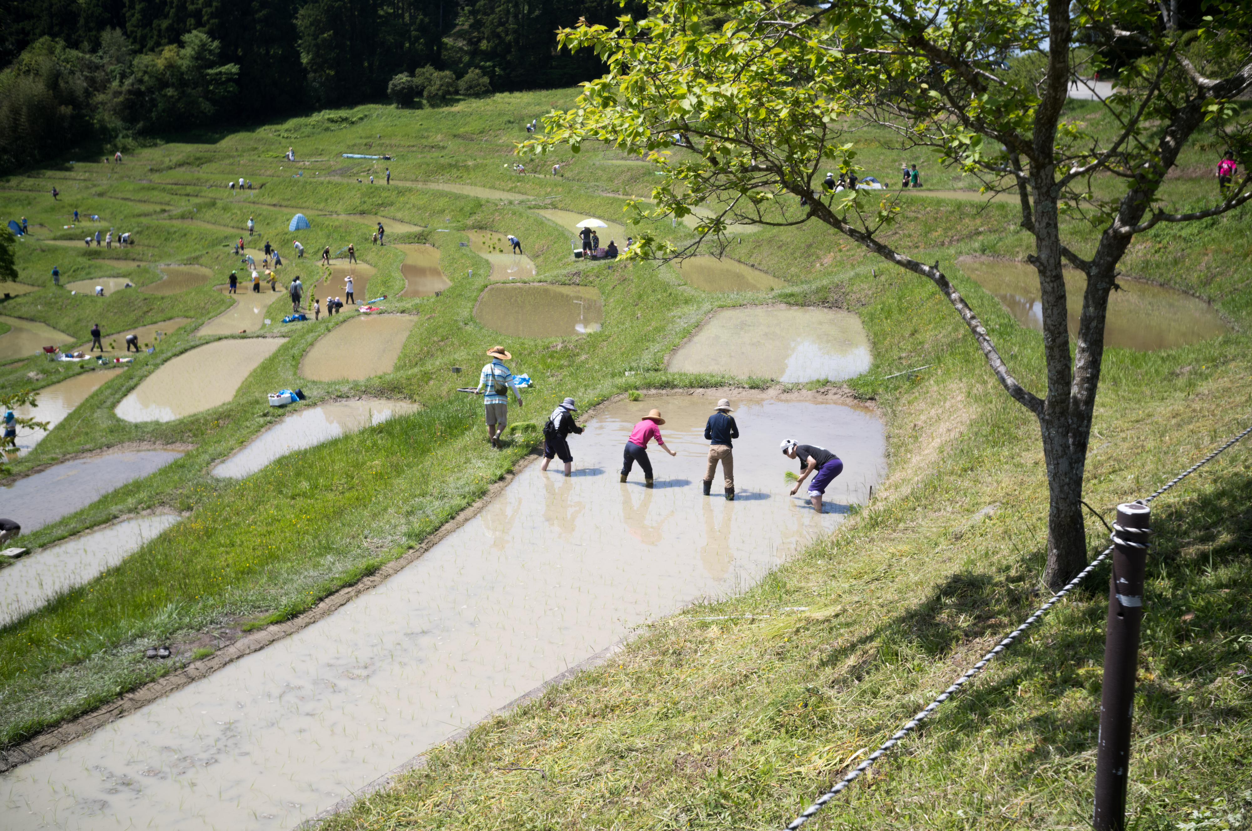 2024.04 - Oyama Senmaida, Kamogawa, Chiba